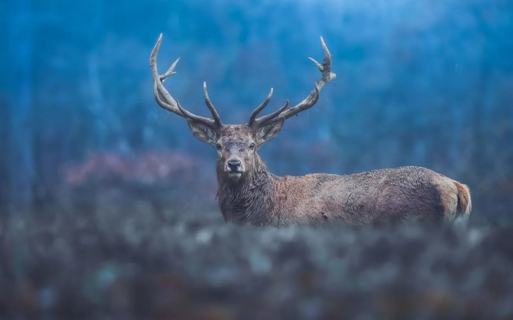 Zbiórka Dla dzikich zwierząt - na pomoc - zdjęcie główne