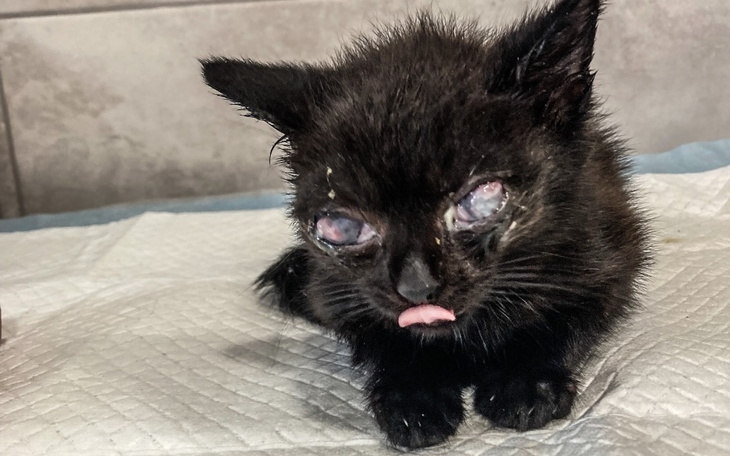 Zbiórka Muminek BŁAGA o pomoc - zdjęcie główne