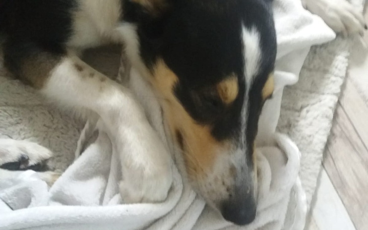 Zbiórka Pomoc PIESKOM na Ukrainie - zdjęcie główne