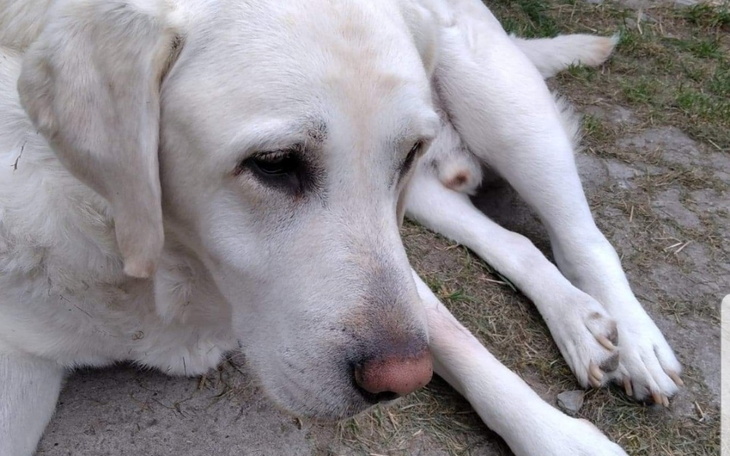 Zbiórka Pies wierny przyjaciel - zdjęcie główne