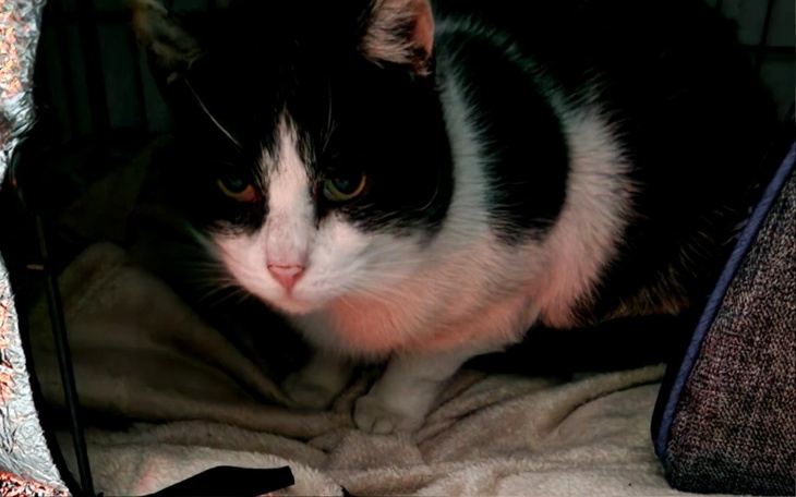 Czarny kot w transporterze, patrzący na zewnątrz.