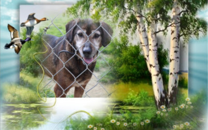 Zbiórka Chatka Psiego Dziadka - zdjęcie główne