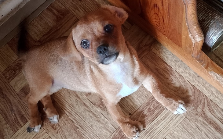 Zbiórka Na operacje malutkiej Nali - zdjęcie główne