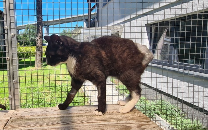Zbiórka O kocie bez ogona... - zdjęcie główne
