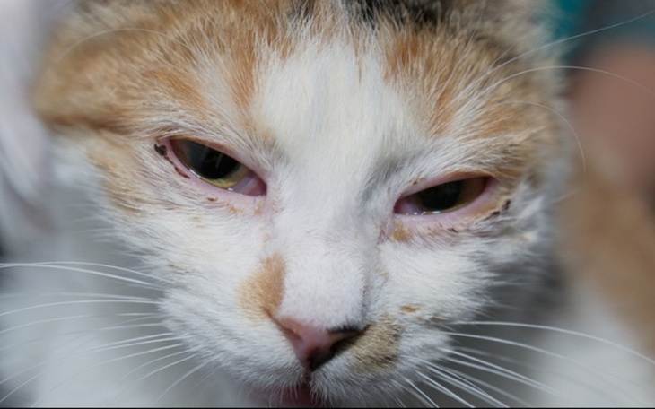 Zbiórka Operacja oka kota.. - zdjęcie główne