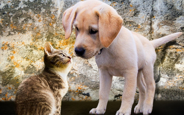 Zbiórka Zbiórka na karme - zdjęcie główne