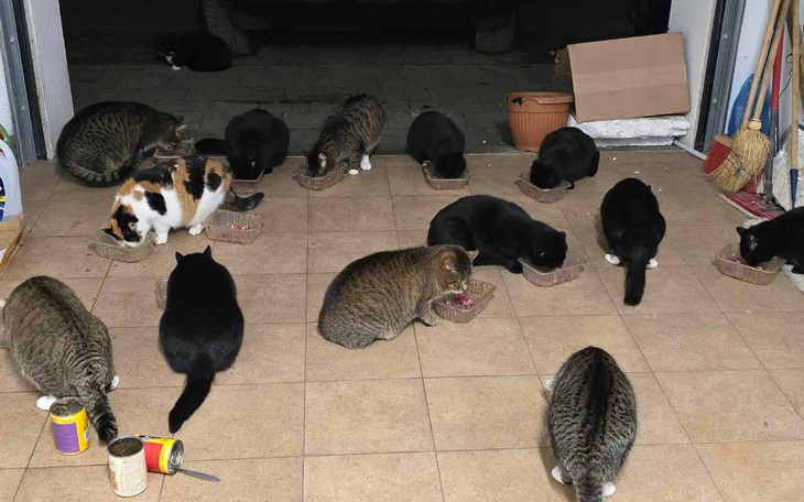 Zbiórka Pomocy dla dokarmianych kotów - zdjęcie główne