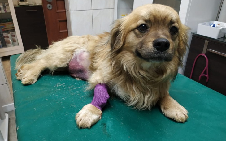 Zbiórka Teoś-ciężko pogryziony szczeniak - zdjęcie główne