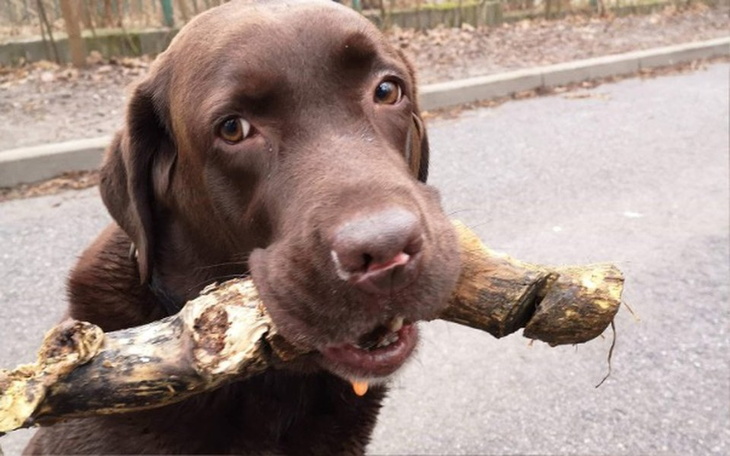 Zbiórka Rika woła o pomoc! - zdjęcie główne