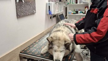 Zbiórka Shilla już odeszła - miniaturka zdjęcia