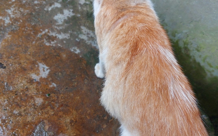 Zbiórka Operacja mojego pupila - zdjęcie główne