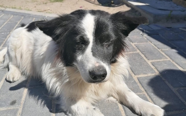 Czarnobiały pies leży na chodniku, wygląda na zrelaksowanego.