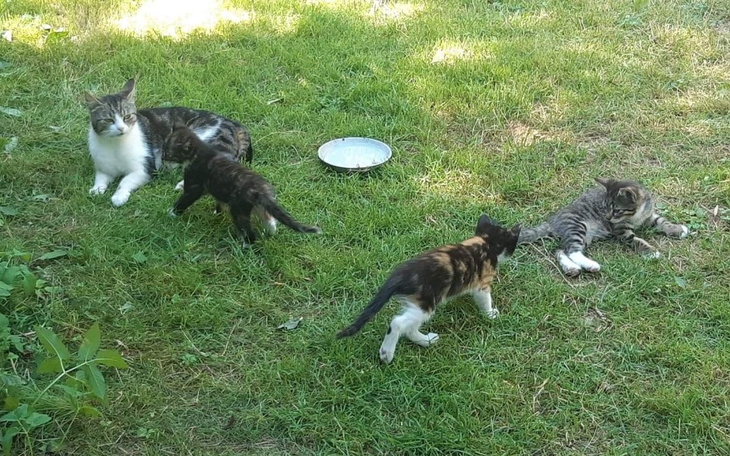 Zbiórka Karma na dla kotów 2023 - zdjęcie główne