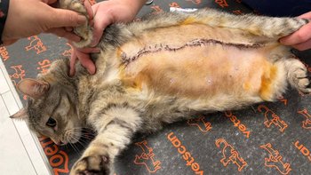 Zbiórka Sugar prosi o wsparcie na zabieg - miniaturka zdjęcia