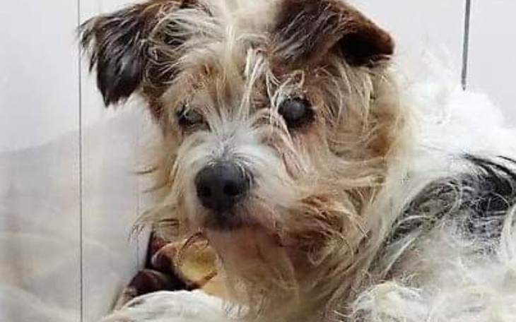 Zbiórka Zdążyć do domu -Reksia 15 lat - zdjęcie główne