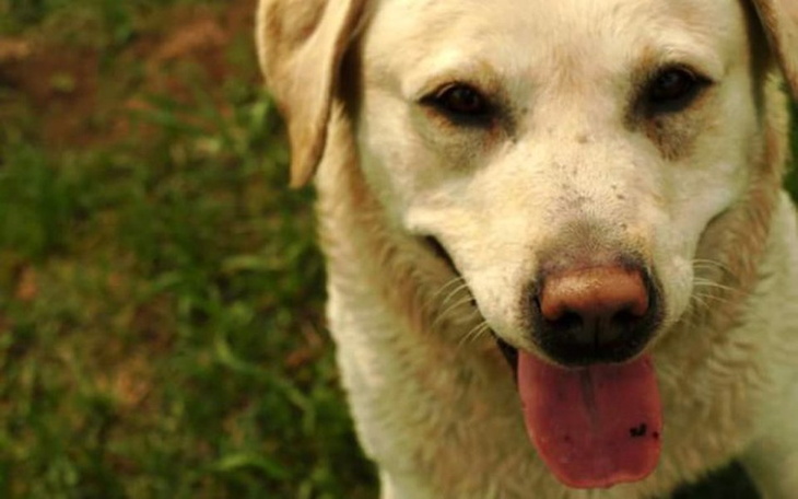 Zbiórka Feluś zbiera na wózek! - zdjęcie główne
