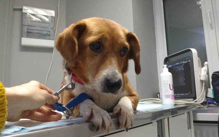 Zbiórka PEREŁKA - walczymy o sprawność - zdjęcie główne