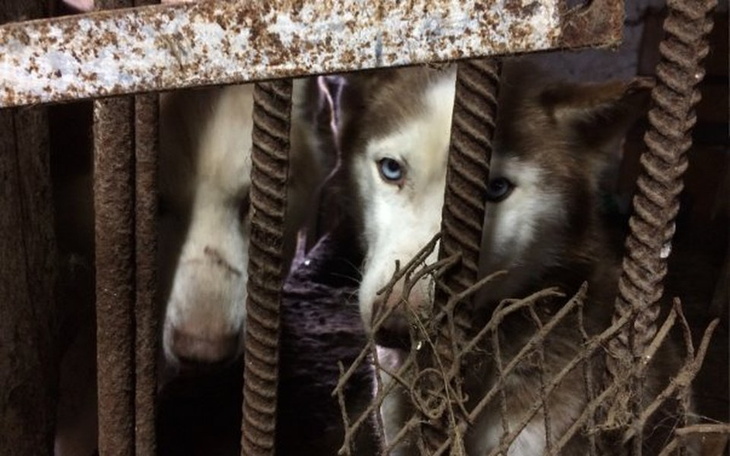 Zbiórka Fabryka ras - psie losy - zdjęcie główne