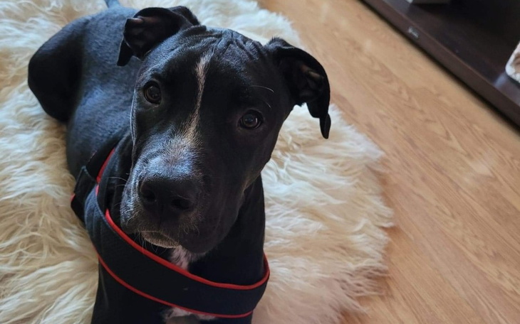 Zbiórka Pomoc dla małego Intruza - zdjęcie główne