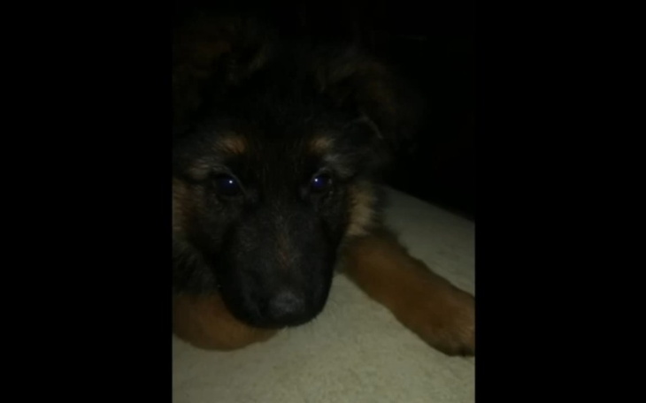 Zbiórka Na usługi WeterynaryjneDlaPieska - zdjęcie główne