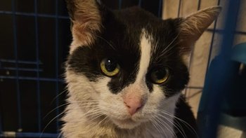 Zbiórka Koleżka chce żyć - miniaturka zdjęcia