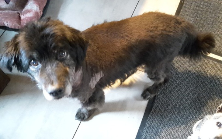 Zbiórka Czaruś walczy z Cushingiem - zdjęcie główne