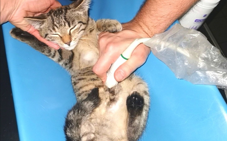 Zbiórka Panleuko, na ratunek maluchom - zdjęcie główne