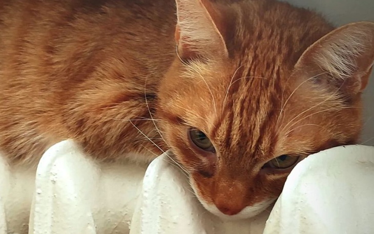 Zbiórka Pomoc w utrzymaniu zwierząt - zdjęcie główne