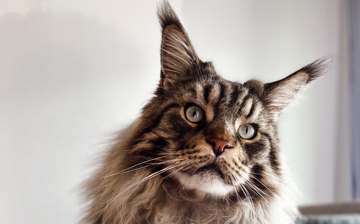 Zbiórka Nesterek potrzebuje pomocy - zdjęcie główne