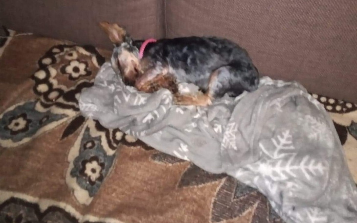 Zbiórka Dla Maji pieska na operację - zdjęcie główne