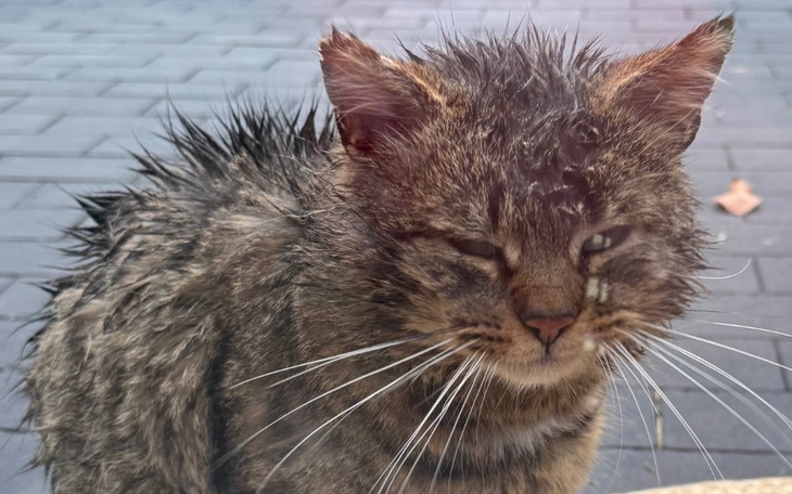 Mokry kot z wyrazem niezadowolenia na twarzy.