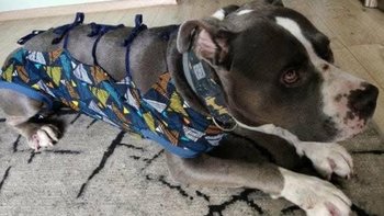 Zbiórka Pomóżmy Heniowi stanąć na łapy! - miniaturka zdjęcia