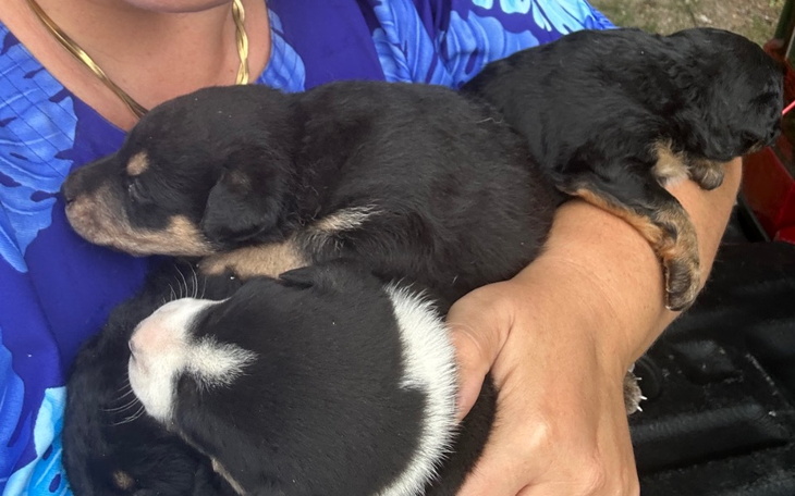 Zbiórka Mamunia i 7 psich maleństw - zdjęcie główne