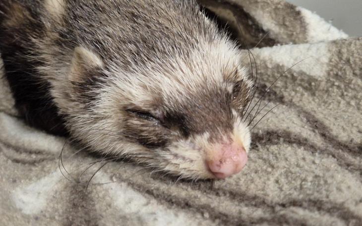 Zbiórka Wyniszczona i cierpiąca fretka - zdjęcie główne