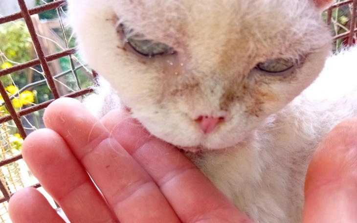 Zbiórka Pomoc dla 2 kocich seniorów - zdjęcie główne