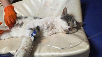 Zbiórka Władziu ostatni akt czekania - miniaturka zdjęcia