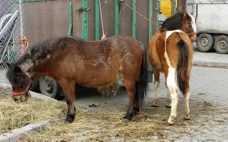 Zbiórka Ciągle nikt ich nie chce... - zdjęcie główne