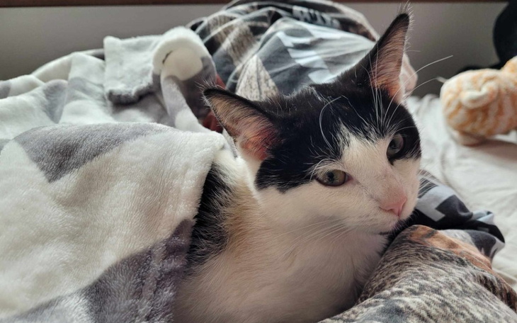 Kot owinięty w koc, wygląda na zadowolonego.