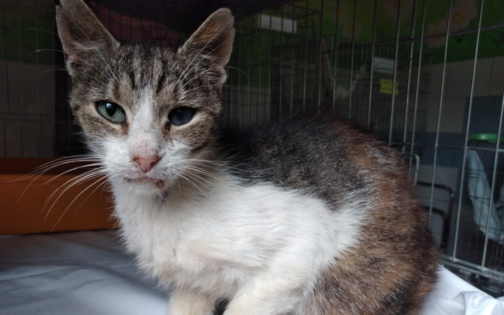 Zbiórka Staruszek prosi o pomoc - zdjęcie główne