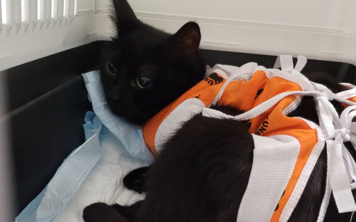 Zbiórka Pomóżmy Misu wygrać z chorobą - zdjęcie główne