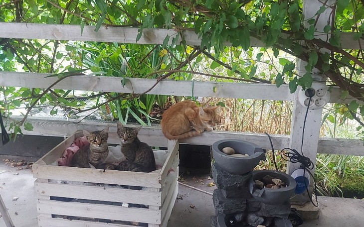 Zbiórka Działkowe bezdomne koty - zdjęcie główne