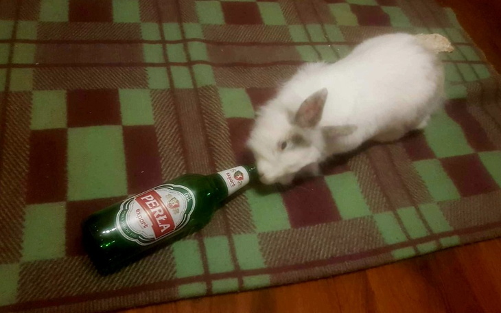 Zbiórka Zabieg usunięcia ropnia królika - zdjęcie główne