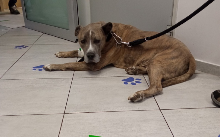 Zbiórka Asti kochany amstaff - leczenie - zdjęcie główne
