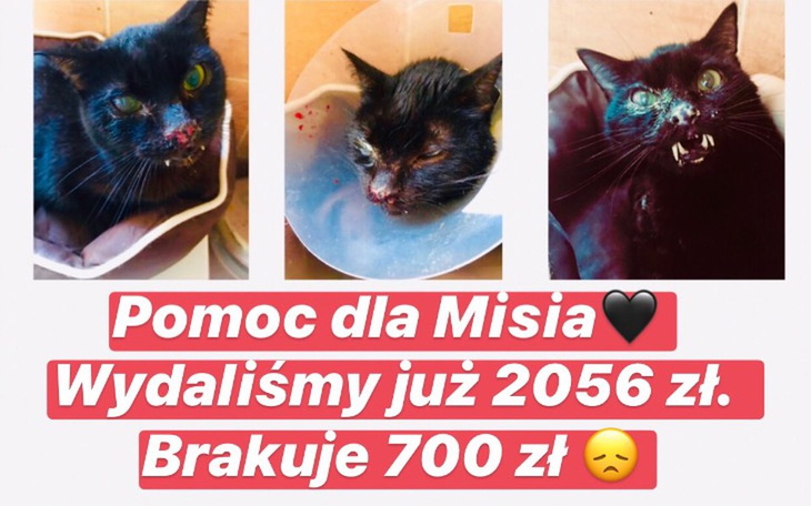 Zbiórka Wsparcie dla Misia - zdjęcie główne