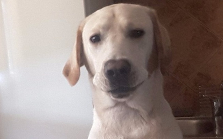 Zbiórka Pomoc w spłacie operacji Mańka - zdjęcie główne