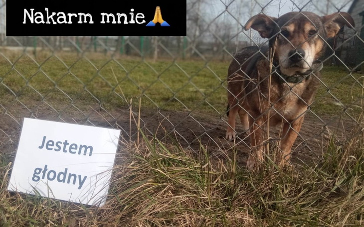 Zbiórka Zapas karmy na miesiąc - zdjęcie główne