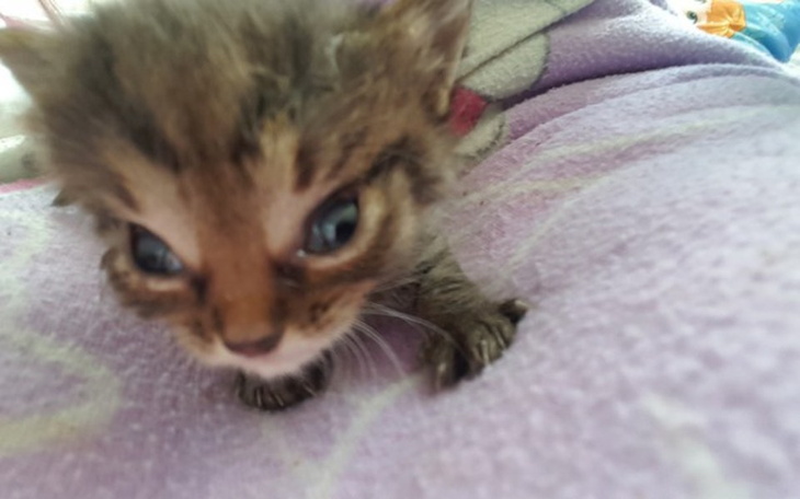 Zbiórka 4 tygodniowy kotek chce żyć - zdjęcie główne