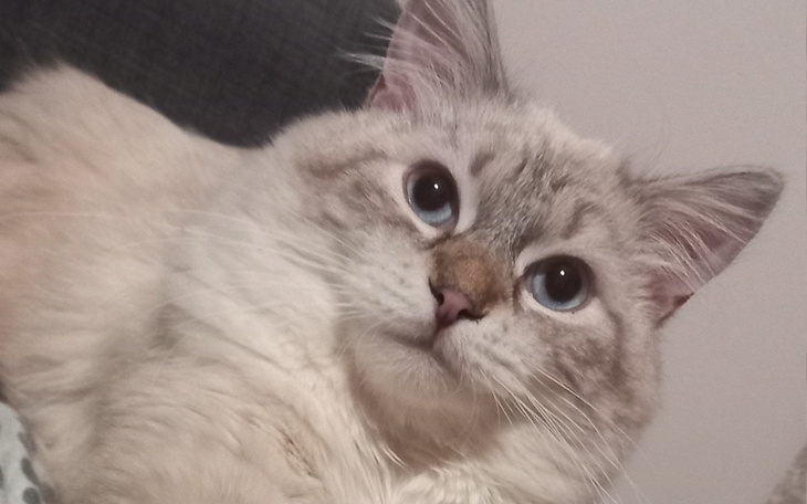 Zbiórka Na leczenie kociątka Leosia - zdjęcie główne