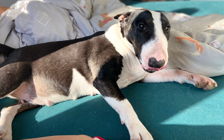 Bullterier leżący na łóżku, z językiem na wierzchu.