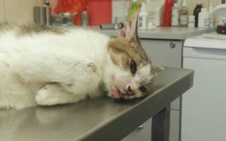 Zbiórka kotka Zosia potrzebuje NAS - zdjęcie główne